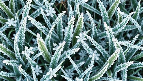 Minimal flat illustration of Intricate white frost crystals covering green grass leaves on a cold winter morning, high-angle view from above, soft pastel colors, bright and cozy, 16:9 aspect ratio