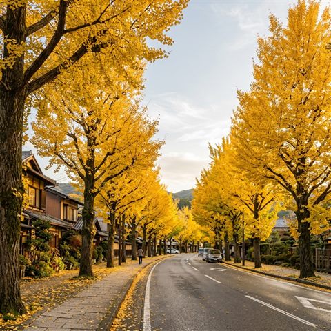 Photorealistic photo of yellow ginkgo trees along a street, wide shot with open space at the top for text, warm golden light, calm mood, 1:1 aspect ratio