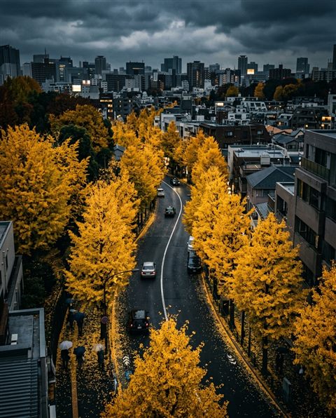 Photorealistic photo of yellow ginkgo trees along a street, high-angle view from above, moody dark tones, dramatic lighting, 4:5 aspect ratio