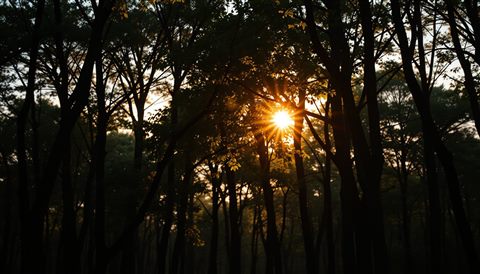 Photorealistic photo of Warm golden sunlight filtering through a peaceful forest canopy during late afternoon, close-up detail with shallow depth of field, warm golden light, calm mood, 16:9 aspect ratio