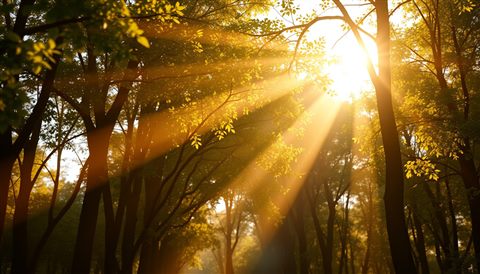 Soft 3D render of Warm golden sunlight filtering through a peaceful forest canopy during late afternoon, close-up detail with shallow depth of field, misty morning haze, dreamy, 16:9 aspect ratio
