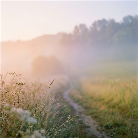 Photorealistic photo of smooth color gradient, close-up detail with shallow depth of field, misty morning haze, dreamy, 1:1 aspect ratio