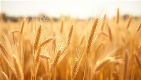 Minimal flat illustration of Golden wheat stalks ready for harvest swaying gently in a sunlit autumn farm field, close-up detail with shallow depth of field, soft pastel colors, bright and cozy, 16:9 aspect ratio