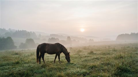 Photorealistic photo of horse in a meadow, wide shot with open space at the top for text, misty morning haze, dreamy, 16:9 aspect ratio