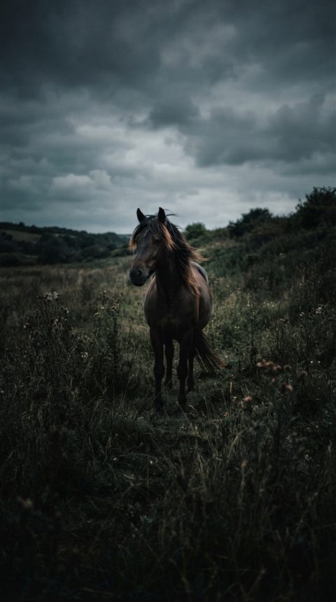 Cinematic film still of horse in a meadow, centered subject with a simple uncluttered composition, moody dark tones, dramatic lighting, 9:16 aspect ratio