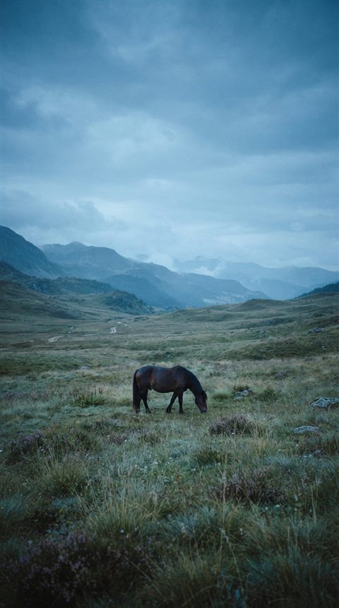 Cinematic film still of horse in a meadow, wide shot with open space at the top for text, cool blue tones, quiet atmosphere, 9:16 aspect ratio