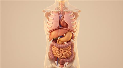 인체 장기 일러스트, 부드러운 3D 렌더링, 단순하고 깔끔한 구도 가운데 놓인 피사체, 따뜻한 황금빛, 차분한 분위기, 16:9 비율
