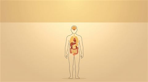 인체 장기 일러스트, 미니멀 플랫 일러스트, 위쪽에 글자 넣을 여백이 있는 넓은 구도, 따뜻한 황금빛, 차분한 분위기, 16:9 비율