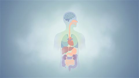 인체 장기 일러스트, 미니멀 플랫 일러스트, 단순하고 깔끔한 구도 가운데 놓인 피사체, 아침 안개, 몽환적인 분위기, 16:9 비율