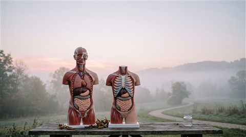 Photorealistic photo of human anatomy illustration of internal organs, wide shot with open space at the top for text, misty morning haze, dreamy, 16:9 aspect ratio