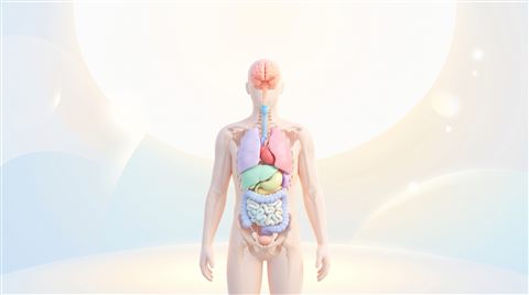 인체 장기 일러스트, 부드러운 3D 렌더링, 위쪽에 글자 넣을 여백이 있는 넓은 구도, 부드러운 파스텔 색감, 밝고 포근한 분위기, 16:9 비율