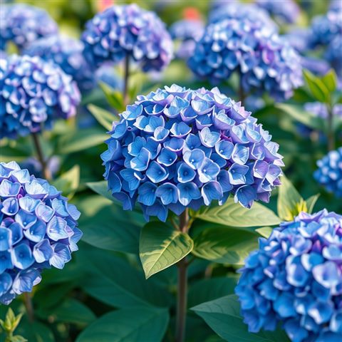 Minimal flat illustration of Full bloom blue and purple hydrangea flowers growing lushly in a garden, close-up detail with shallow depth of field, soft pastel colors, bright and cozy, 1:1 aspect ratio