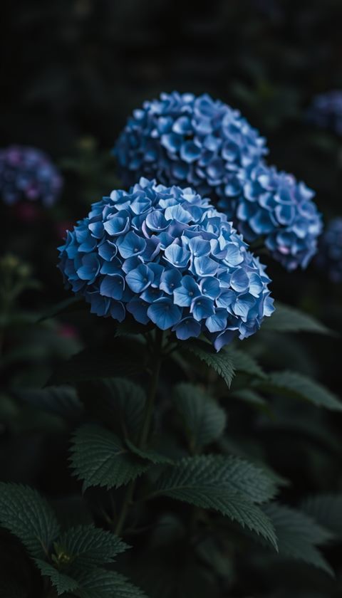 Photorealistic photo of Full bloom blue and purple hydrangea flowers growing lushly in a garden, centered subject with a simple uncluttered composition, moody dark tones, dramatic lighting, 9:16 aspect ratio