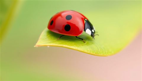 Minimal flat illustration of A red ladybug with black spots resting delicately on a vibrant green leaf, close-up detail with shallow depth of field, soft pastel colors, bright and cozy, 16:9 aspect ratio