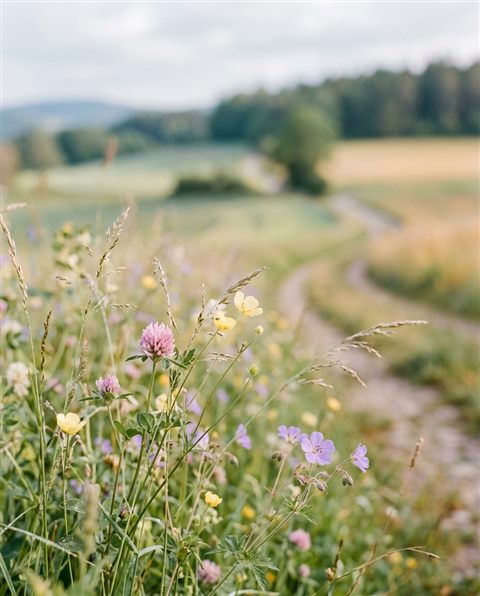 Cinematic film still of beautiful natural landscape, close-up detail with shallow depth of field, soft pastel colors, bright and cozy, 4:5 aspect ratio