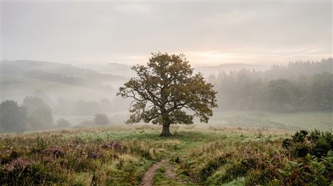 Photorealistic photo of beautiful natural landscape, centered subject with a simple uncluttered composition, misty morning haze, dreamy, 16:9 aspect ratio