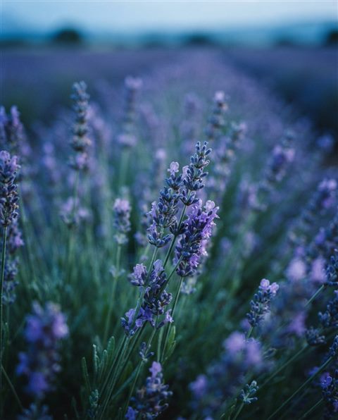 Cinematic film still of lavender field, close-up detail with shallow depth of field, cool blue tones, quiet atmosphere, 4:5 aspect ratio