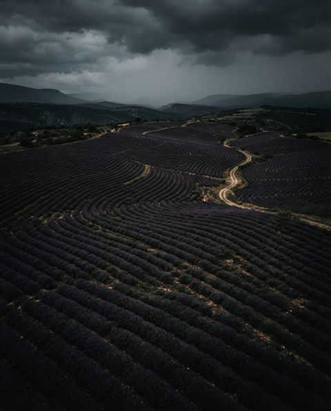 Cinematic film still of lavender field, high-angle view from above, moody dark tones, dramatic lighting, 4:5 aspect ratio