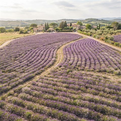 Photorealistic photo of lavender field, high-angle view from above, soft pastel colors, bright and cozy, 1:1 aspect ratio