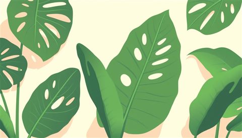 Minimal flat illustration of Vibrant green monstera leaves with unique natural holes casting tropical shadows, wide shot with open space at the top for text, soft pastel colors, bright and cozy, 16:9 aspect ratio