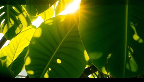 Photorealistic photo of Vibrant green monstera leaves with unique natural holes casting tropical shadows, wide shot with open space at the top for text, warm golden light, calm mood, 16:9 aspect ratio