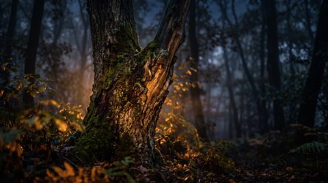 Photorealistic photo of dark misty forest at night, close-up detail with shallow depth of field, warm golden light, calm mood, 16:9 aspect ratio