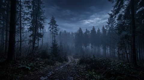 Photorealistic photo of dark misty forest at night, wide shot with open space at the top for text, cool blue tones, quiet atmosphere, 16:9 aspect ratio