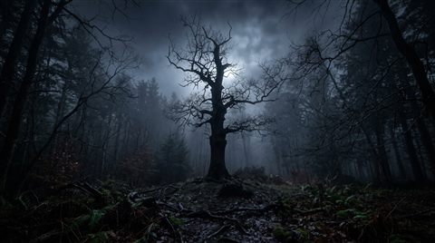 Photorealistic photo of dark misty forest at night, centered subject with a simple uncluttered composition, moody dark tones, dramatic lighting, 16:9 aspect ratio