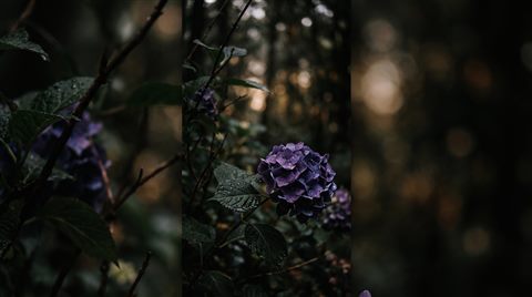 Photorealistic photo of aesthetic dreamy scenery for a phone lock screen, close-up detail with shallow depth of field, moody dark tones, dramatic lighting, 16:9 aspect ratio