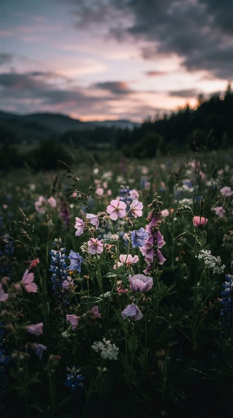 Cinematic film still of pretty soft-colored flower field under a pastel sky, close-up detail with shallow depth of field, moody dark tones, dramatic lighting, 9:16 aspect ratio