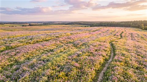Photorealistic photo of pretty soft-colored flower field under a pastel sky, high-angle view from above, warm golden light, calm mood, 16:9 aspect ratio