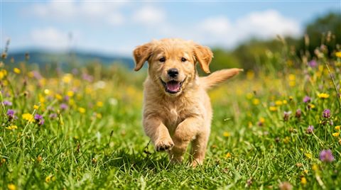 Photorealistic photo of puppy, centered subject with a simple uncluttered composition, vivid colors, high contrast, energetic, 16:9 aspect ratio