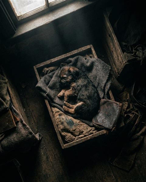Cinematic film still of puppy, high-angle view from above, moody dark tones, dramatic lighting, 4:5 aspect ratio