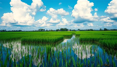 Cinematic film still of Flooded green rice paddies mirroring the blue sky and fluffy white clouds, close-up detail with shallow depth of field, vivid colors, high contrast, energetic, 16:9 aspect ratio