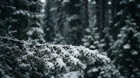 Photorealistic photo of A close-up of a pine branch heavily covered in fresh white snow against a softly blurred winter forest background, eye-level view, plenty of empty space on top for text or UI elements, clean and cozy winter atmosphere, 16:9 aspect ratio, wide shot with open space at the top for text, moody dark tones, dramatic lighting, 16:9 aspect ratio