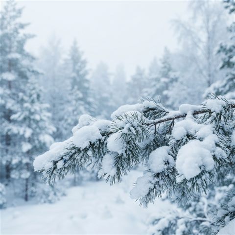 Soft 3D render of A close-up of a pine branch heavily covered in fresh white snow against a softly blurred winter forest background, eye-level view, plenty of empty space on top for text or UI elements, clean and cozy winter atmosphere, 16:9 aspect ratio, high-angle view from above, misty morning haze, dreamy, 1:1 aspect ratio