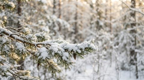 Photorealistic photo of A close-up of a pine branch heavily covered in fresh white snow against a softly blurred winter forest background, eye-level view, plenty of empty space on top for text or UI elements, clean and cozy winter atmosphere, 16:9 aspect ratio, close-up detail with shallow depth of field, warm golden light, calm mood, 16:9 aspect ratio