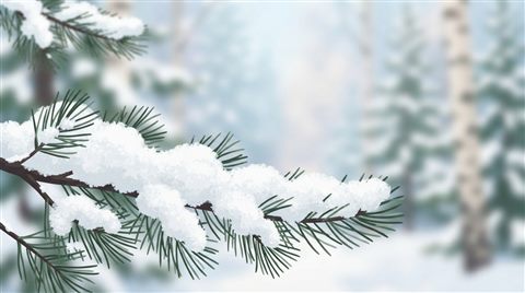 Minimal flat illustration of A close-up of a pine branch heavily covered in fresh white snow against a softly blurred winter forest background, eye-level view, plenty of empty space on top for text or UI elements, clean and cozy winter atmosphere, 16:9 aspect ratio, close-up detail with shallow depth of field, soft pastel colors, bright and cozy, 16:9 aspect ratio