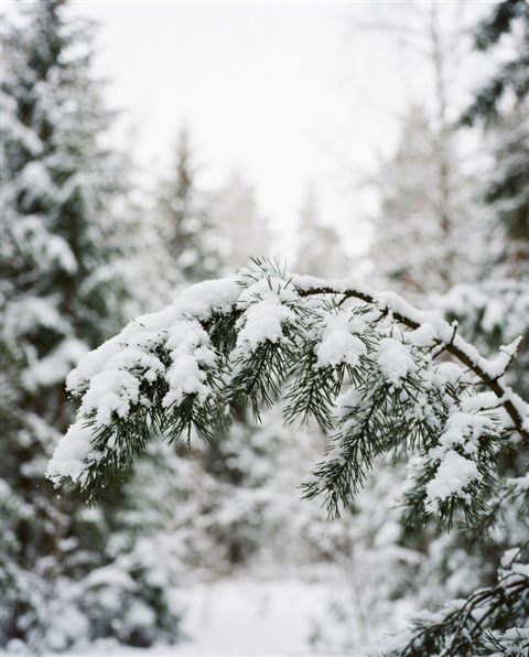 Cinematic film still of A close-up of a pine branch heavily covered in fresh white snow against a softly blurred winter forest background, eye-level view, plenty of empty space on top for text or UI elements, clean and cozy winter atmosphere, 16:9 aspect ratio, centered subject with a simple uncluttered composition, vivid colors, high contrast, energetic, 4:5 aspect ratio