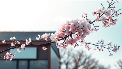 Photorealistic photo of Soft pastel watercolor illustration of blooming cherry blossom branches against a clear sky, wide shot with open space at the top for text, moody dark tones, dramatic lighting, 16:9 aspect ratio