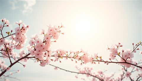 Minimal flat illustration of Blooming cherry blossom branches against a soft, sunlit spring sky., wide shot with open space at the top for text, soft pastel colors, bright and cozy, 16:9 aspect ratio