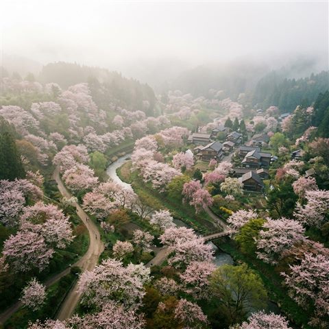Photorealistic photo of spring scene with blossoming trees, high-angle view from above, misty morning haze, dreamy, 1:1 aspect ratio