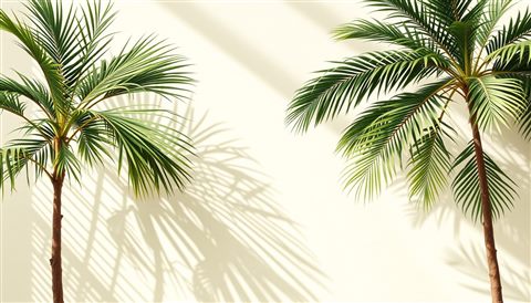 Minimal flat illustration of Green tropical palm tree leaves casting shadows against a bright sunny wall, wide shot with open space at the top for text, soft pastel colors, bright and cozy, 16:9 aspect ratio