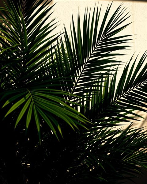 Photorealistic photo of Green tropical palm tree leaves casting shadows against a bright sunny wall, close-up detail with shallow depth of field, moody dark tones, dramatic lighting, 4:5 aspect ratio