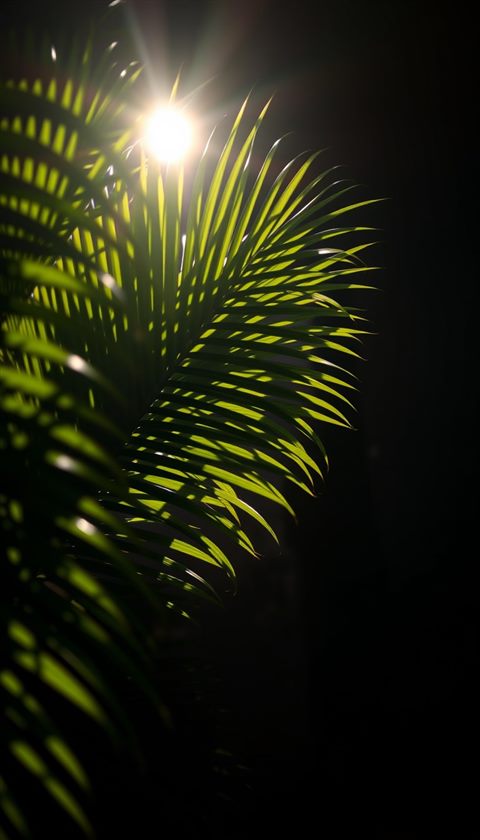 Photorealistic photo of Sunlight filtering through lush green tropical palm leaves casting shadows on a wall, close-up detail with shallow depth of field, moody dark tones, dramatic lighting, 9:16 aspect ratio