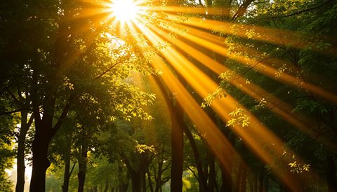 Photorealistic photo of Golden sunbeams streaming beautifully through a peaceful green forest canopy, close-up detail with shallow depth of field, warm golden light, calm mood, 16:9 aspect ratio
