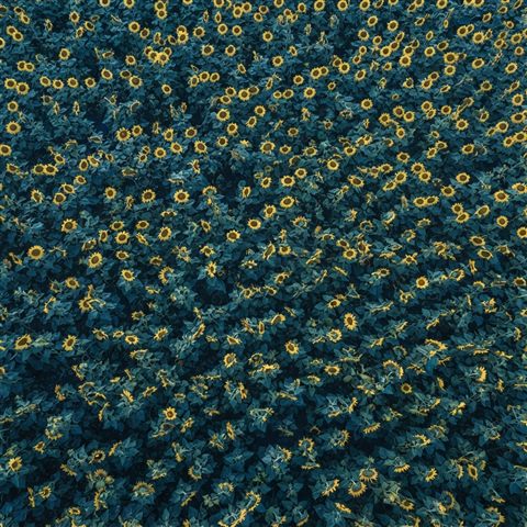 Photorealistic photo of sunflowers, high-angle view from above, cool blue tones, quiet atmosphere, 1:1 aspect ratio