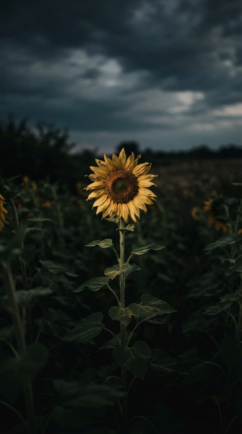 Cinematic film still of sunflowers, centered subject with a simple uncluttered composition, moody dark tones, dramatic lighting, 9:16 aspect ratio