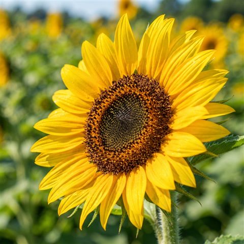 Photorealistic photo of sunflowers, close-up detail with shallow depth of field, vivid colors, high contrast, energetic, 1:1 aspect ratio