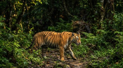 Photorealistic photo of a majestic tiger, wide shot with open space at the top for text, vivid colors, high contrast, energetic, 16:9 aspect ratio